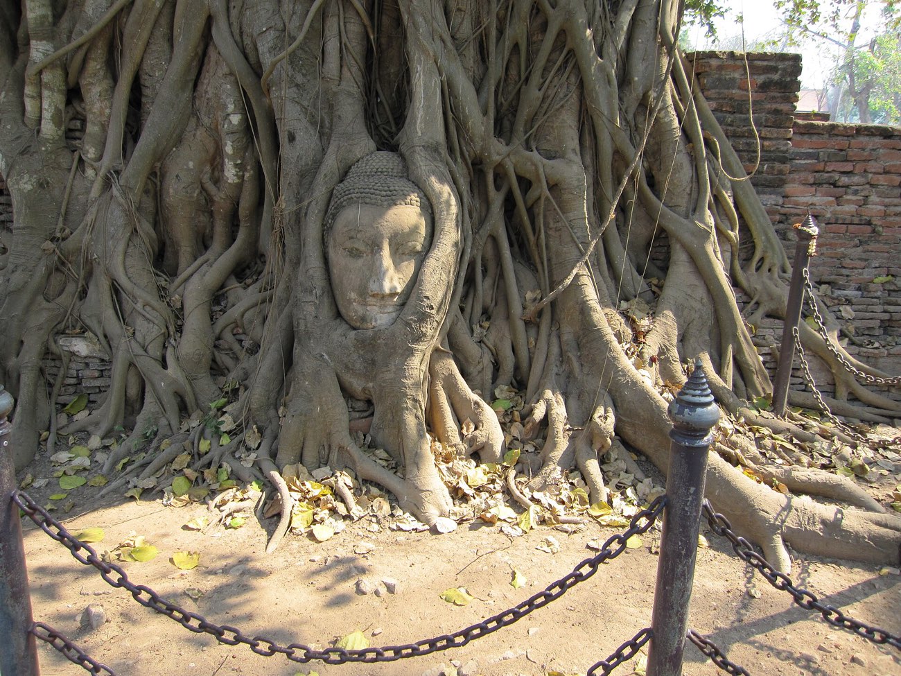 Sandstone Buddha head entwined in tree roots at Wat Mahathat, Ayutthaya