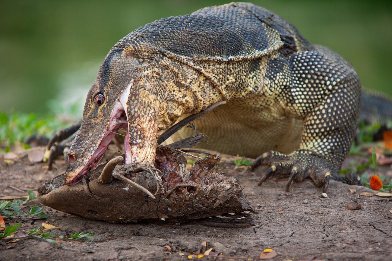 Water monitor lizard on the grass in Lumpini Park, Bangkok